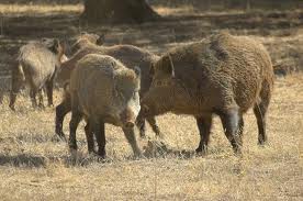 manada de jabalies